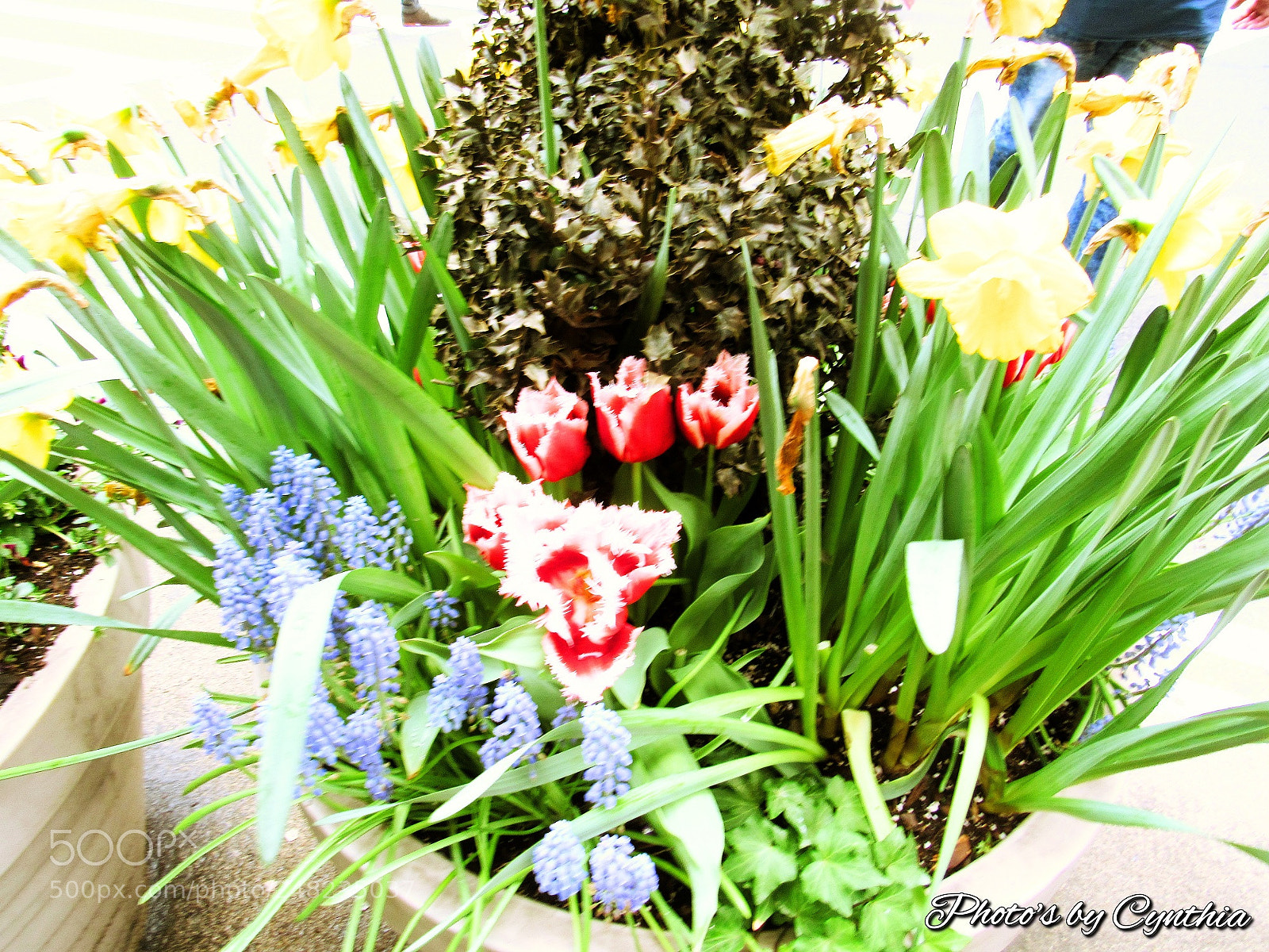 Canon PowerShot SX530 HS sample photo. Photo's by cynthia photography