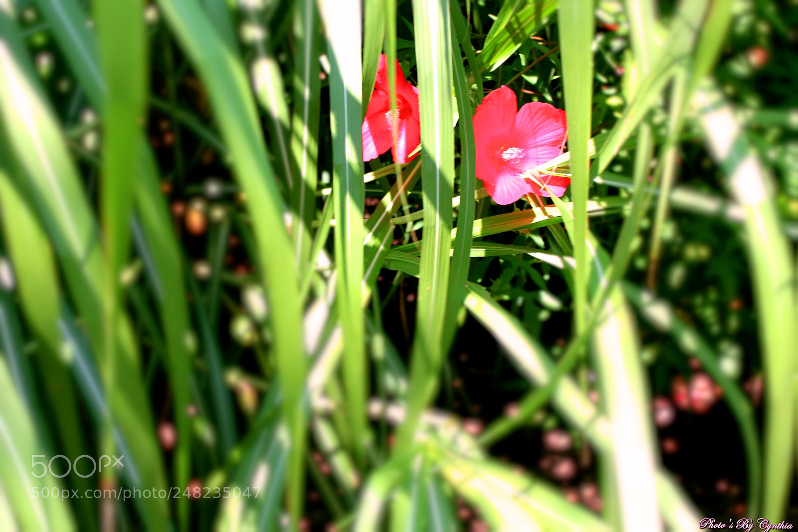 Canon EOS 550D (EOS Rebel T2i / EOS Kiss X4) sample photo. Photo's by cynthia photography