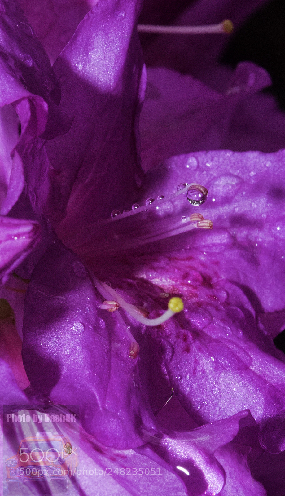 Nikon D810 sample photo. Descanso after rained photography