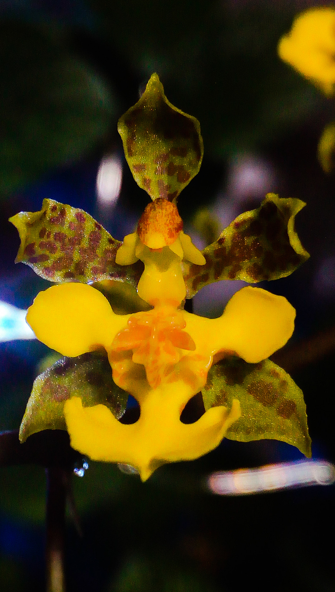 HUAWEI GR3 sample photo. Trichocentrum cebolleta photography