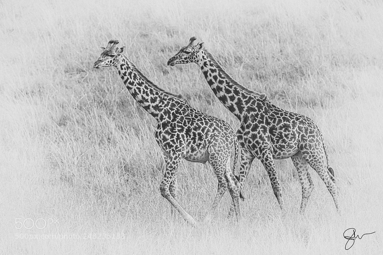 Canon EOS-1D X sample photo. A pair of giraffes photography
