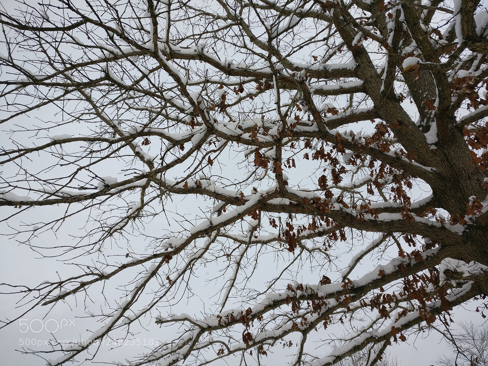 OnePlus A3000 sample photo. Winter... photography