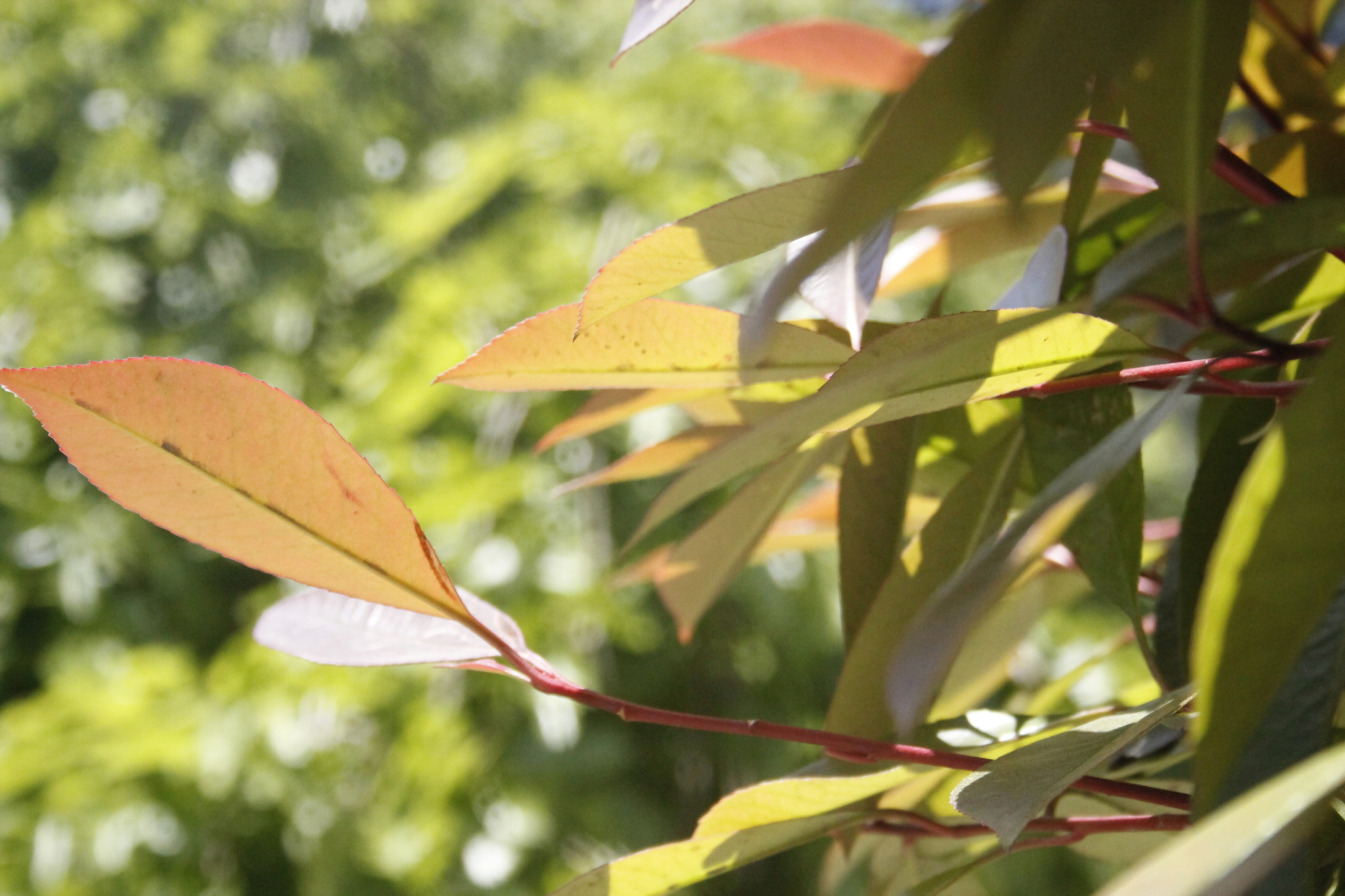 Canon EF-S 18-55mm F3.5-5.6 II sample photo. Mg photography