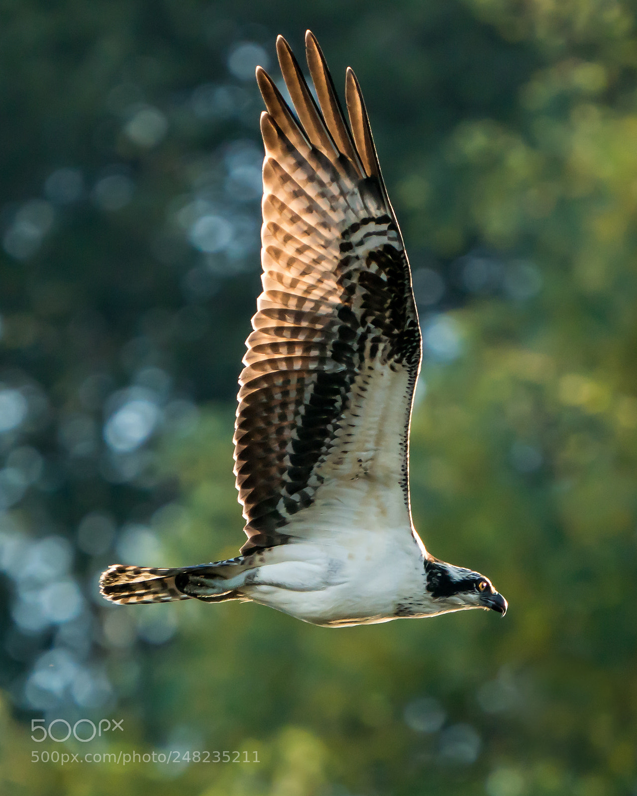 Sony a9 sample photo. Osprey flight iv photography