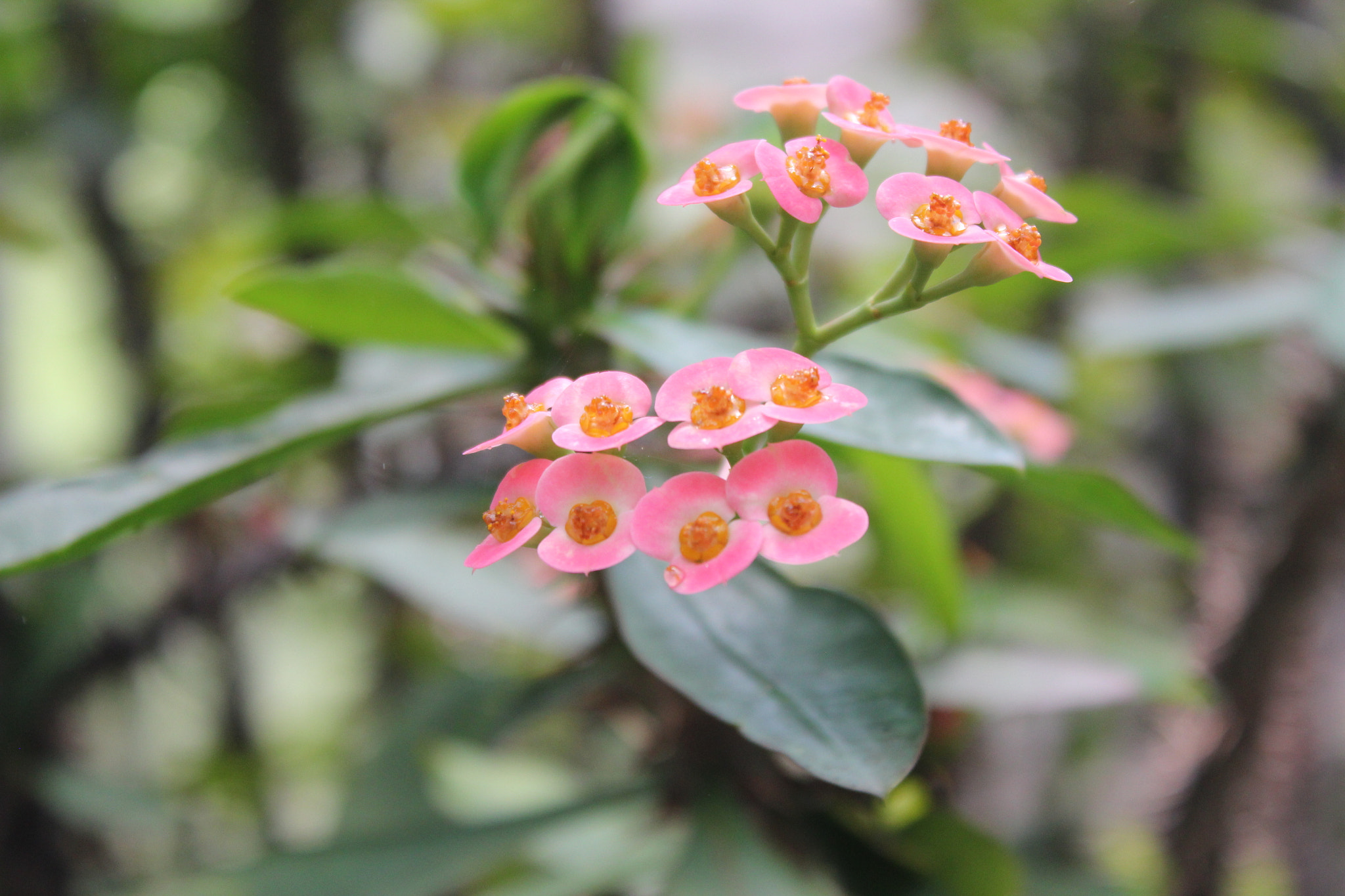 Canon EOS 550D (EOS Rebel T2i / EOS Kiss X4) sample photo. Photo's by cynthia photography