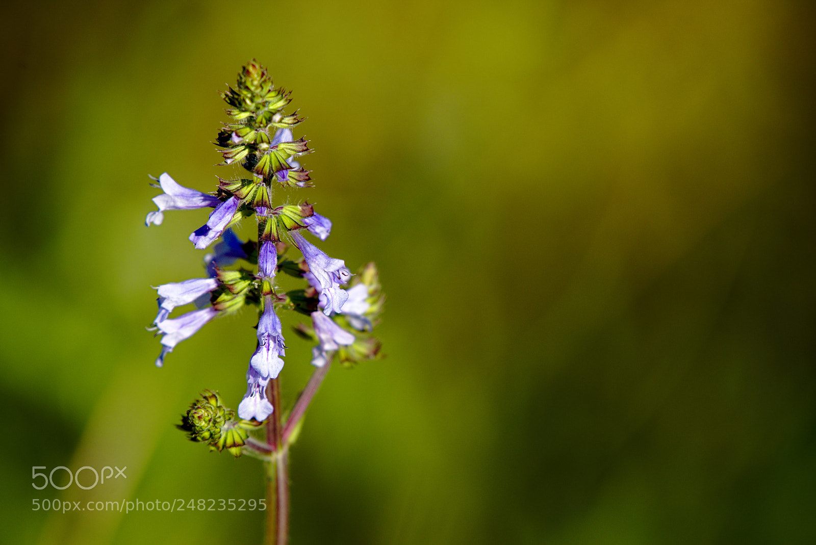 Nikon D810 sample photo. Salvia lyrata / wild sage photography
