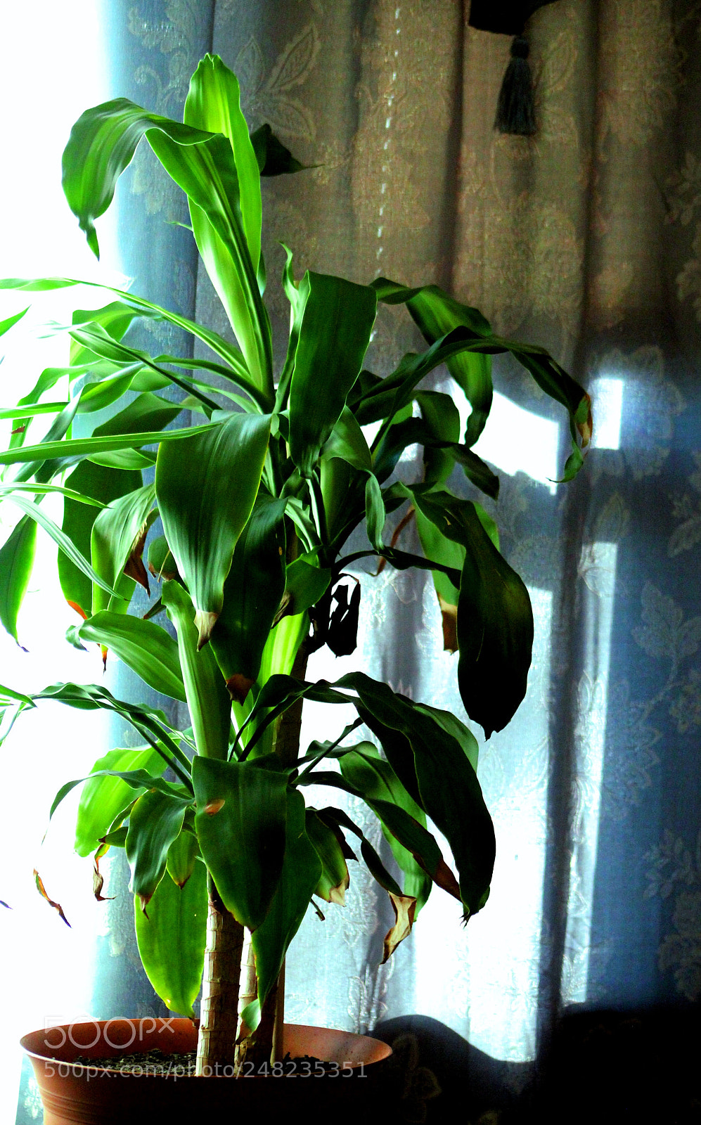 Canon EOS 550D (EOS Rebel T2i / EOS Kiss X4) sample photo. Photo's by cynthia photography
