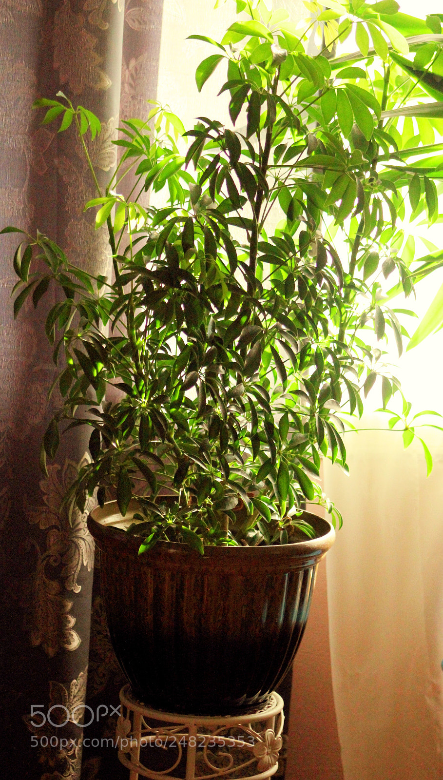Canon EOS 550D (EOS Rebel T2i / EOS Kiss X4) sample photo. Photo's by cynthia photography