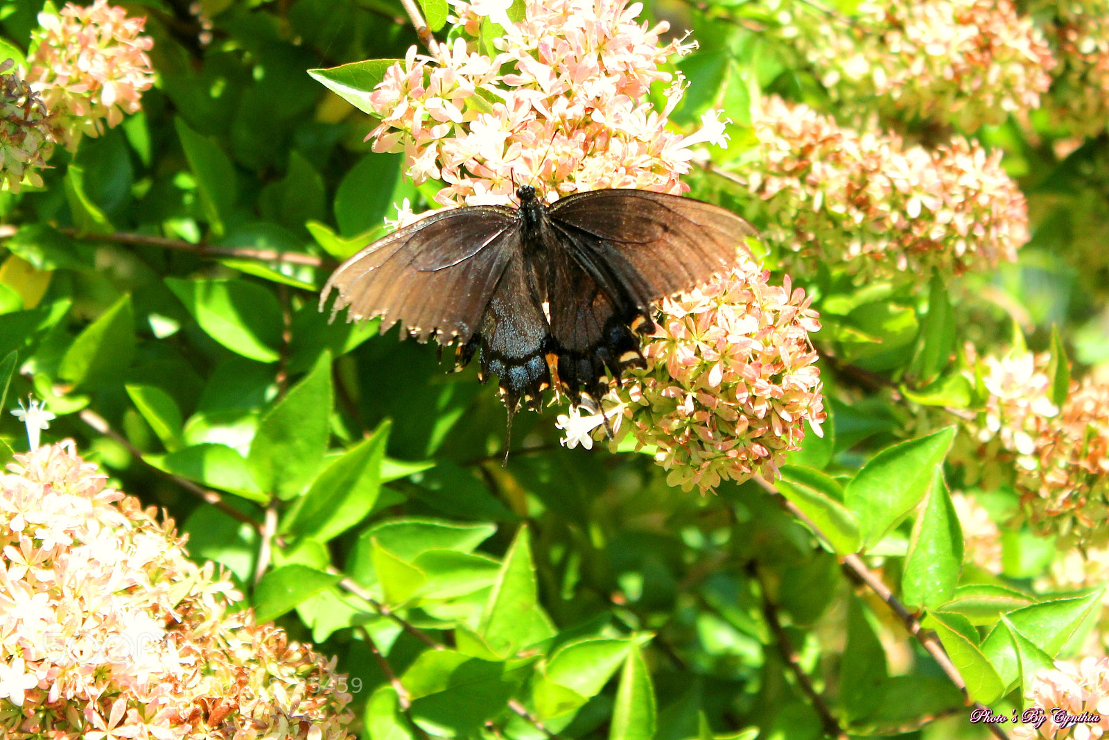 Canon EOS 550D (EOS Rebel T2i / EOS Kiss X4) sample photo. Photo's by cynthia photography