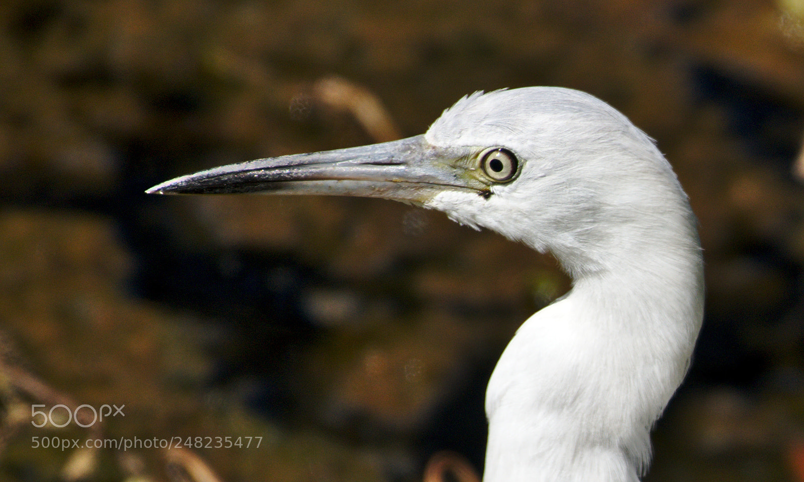 Nikon D810 sample photo. A white juvenile little photography