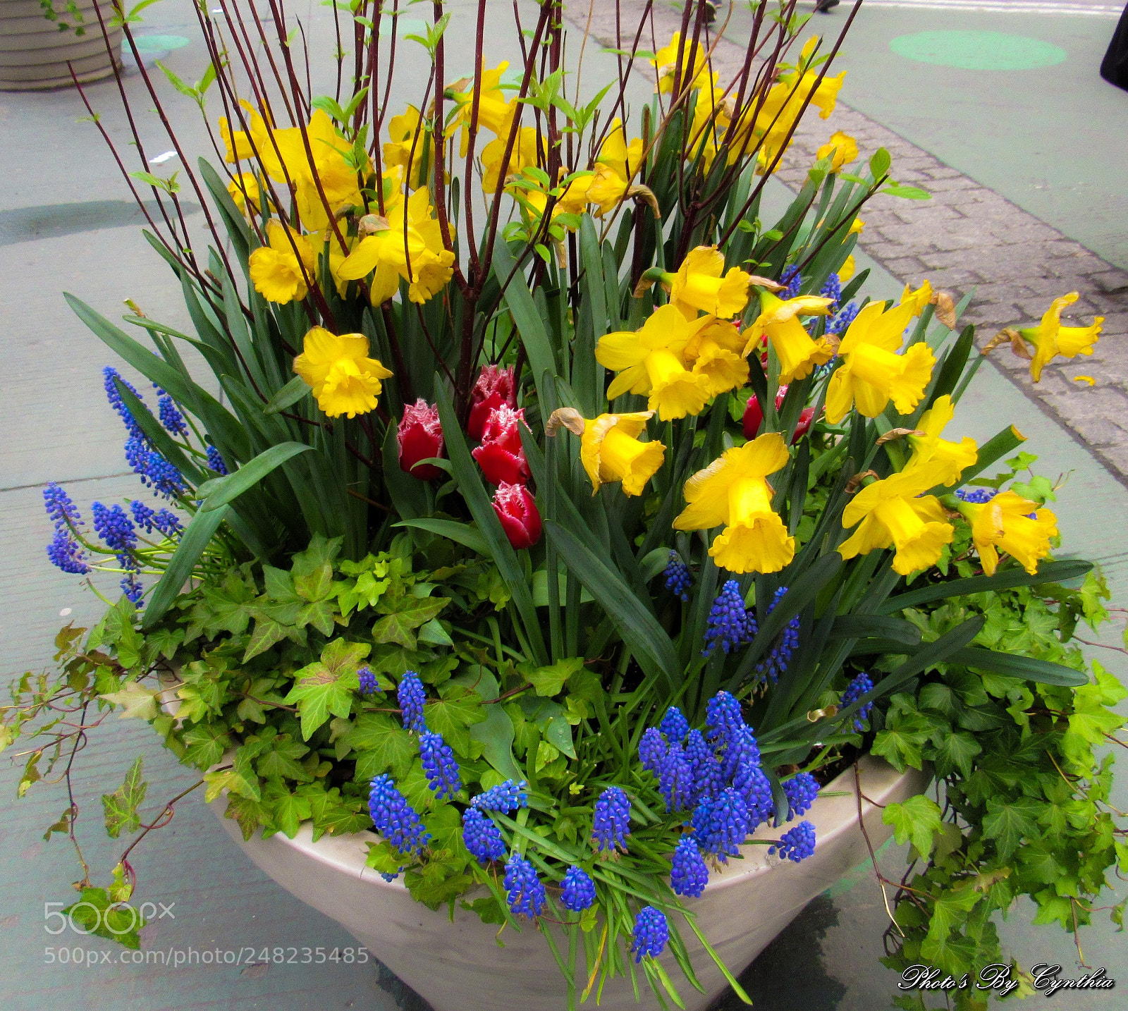 Canon PowerShot SX530 HS sample photo. Photo's by cynthia photography