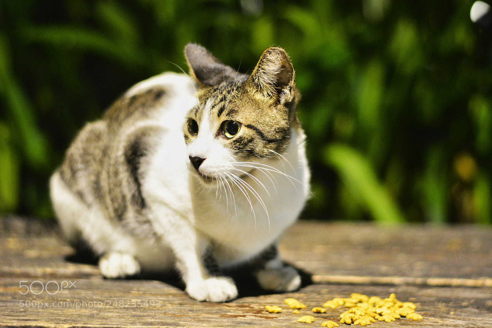Nikon D5200 sample photo. Maine coot  cat photography