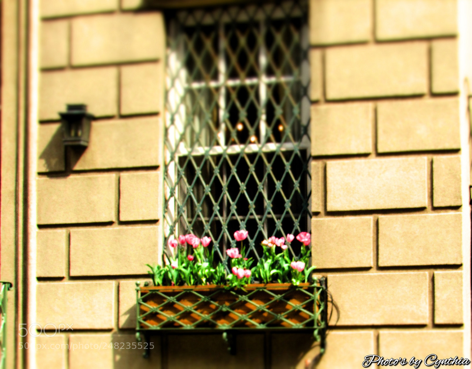 Canon PowerShot SX530 HS sample photo. Photo's by cynthia photography