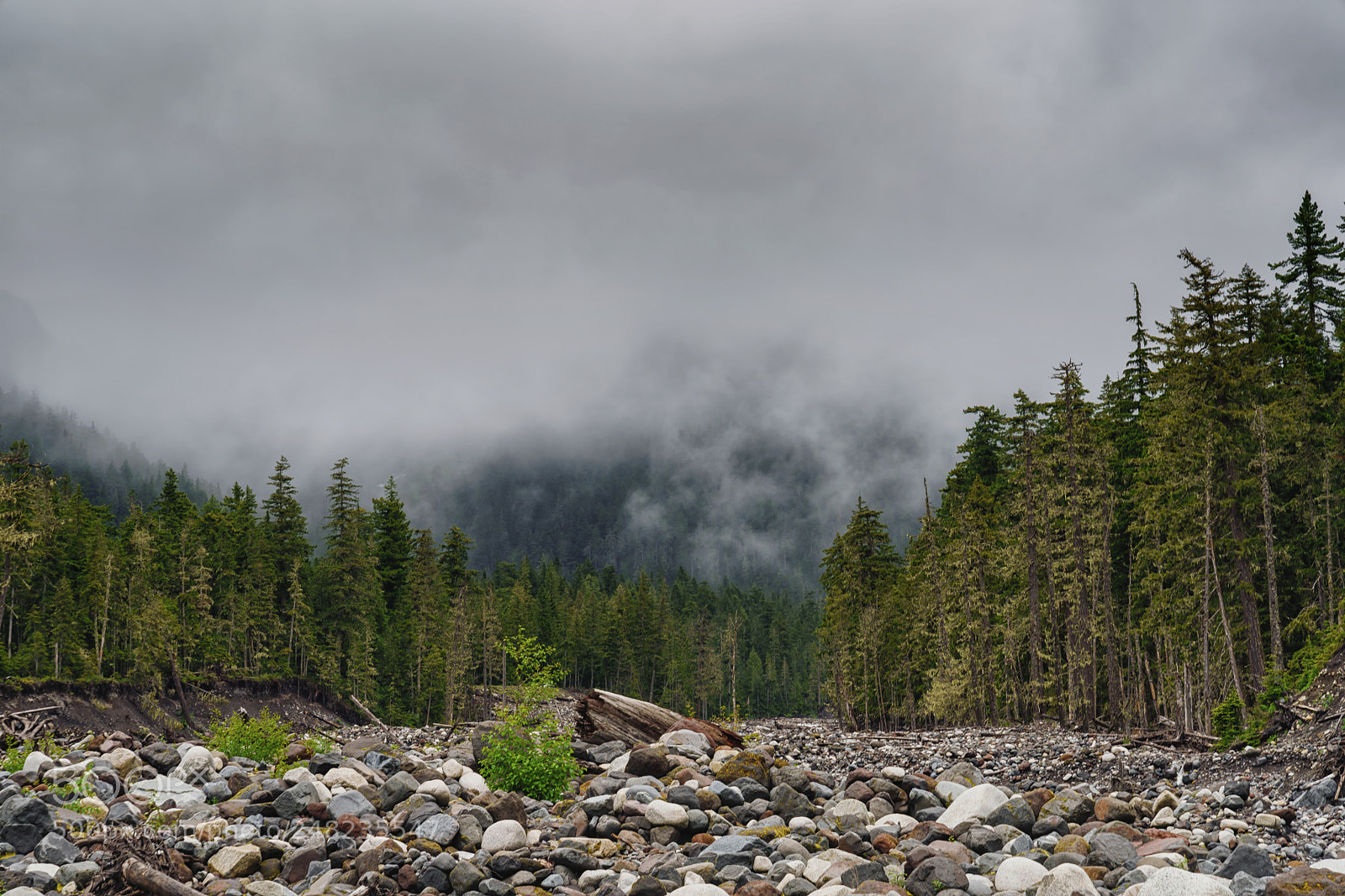 Sony a7R II sample photo. Into the fog photography