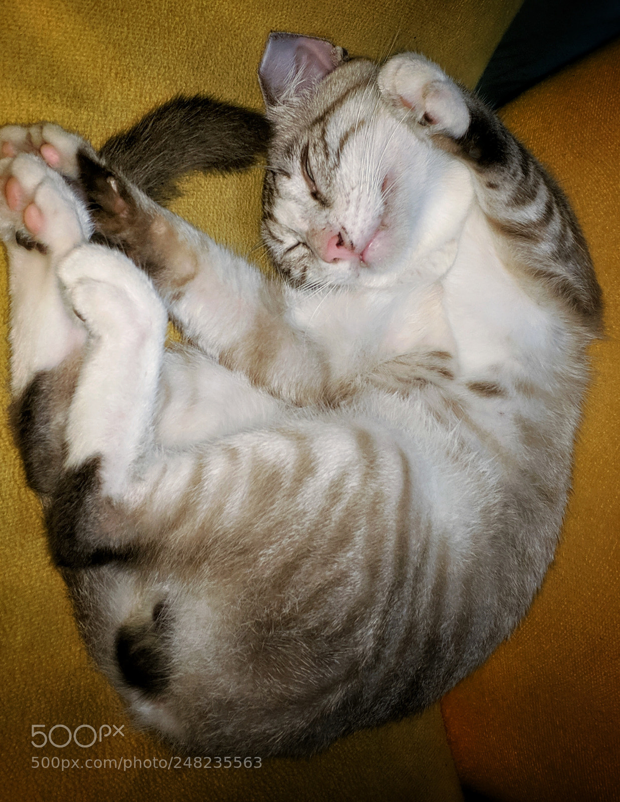 Xiaomi MI6 sample photo. Beloved sleeper. photography