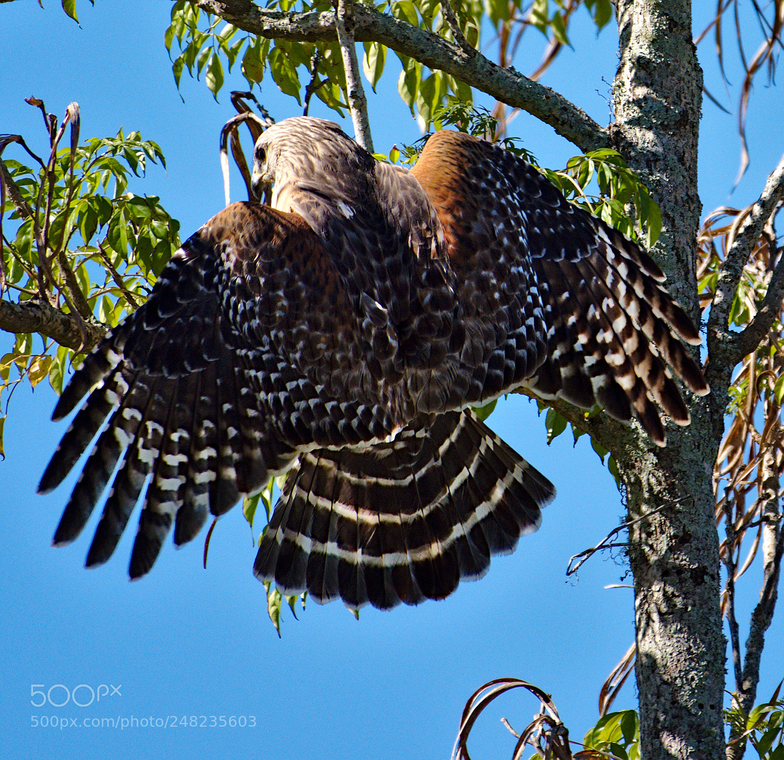 Nikon D810 sample photo. A red shouldered hawk photography