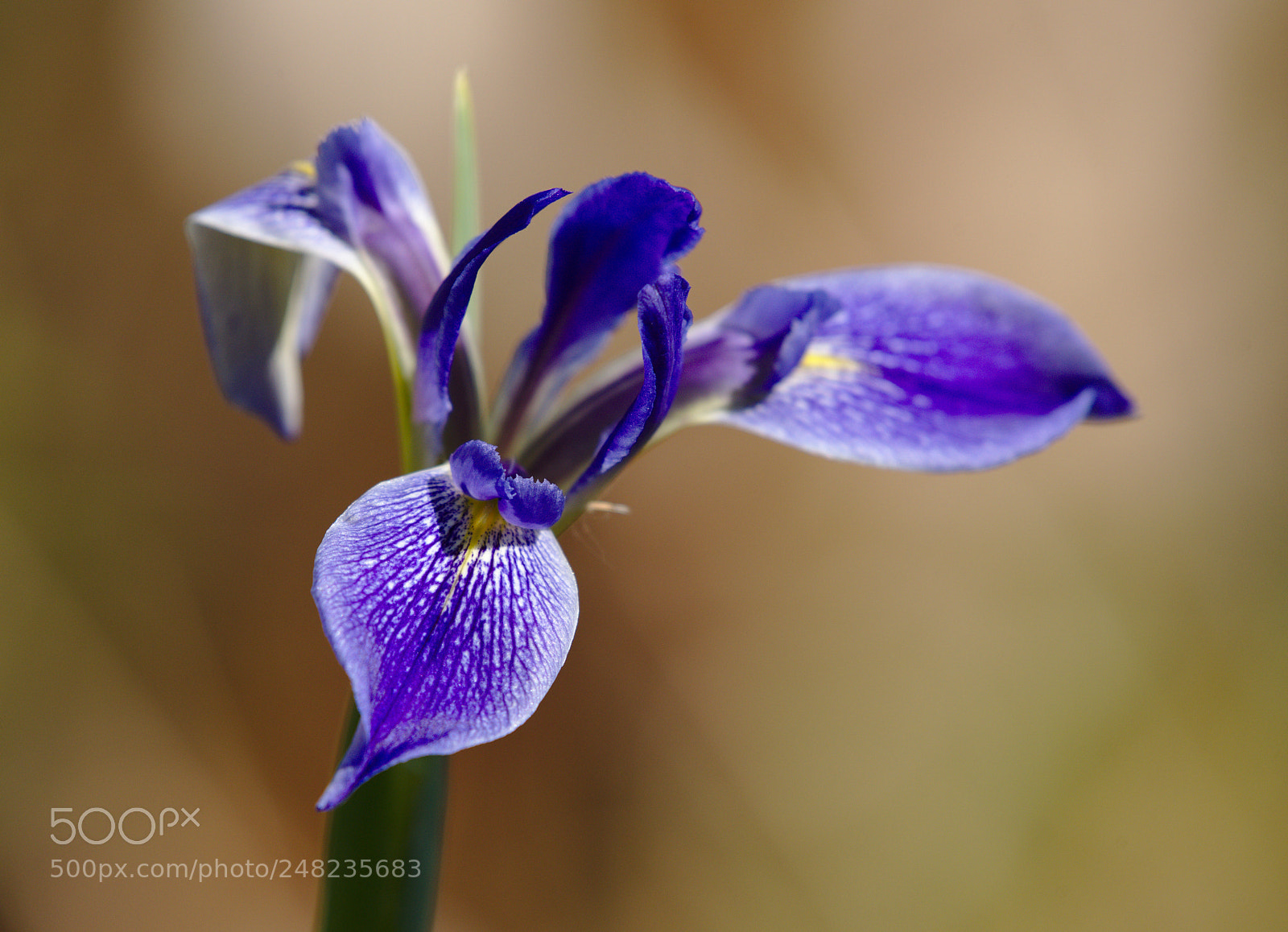 Nikon D810 sample photo. Siberian iris / iris sibirica photography