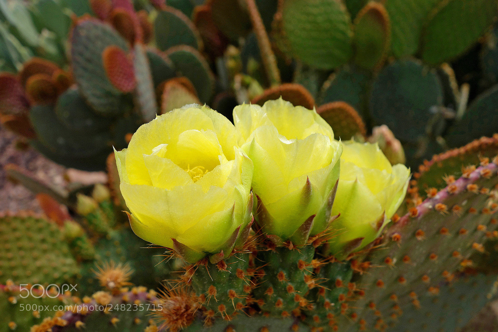 Sony Cyber-shot DSC-RX100 sample photo. Prickly pear trio photography
