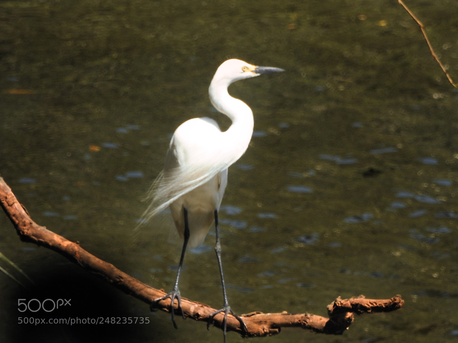 Nikon Coolpix P900 sample photo. Great egret photography