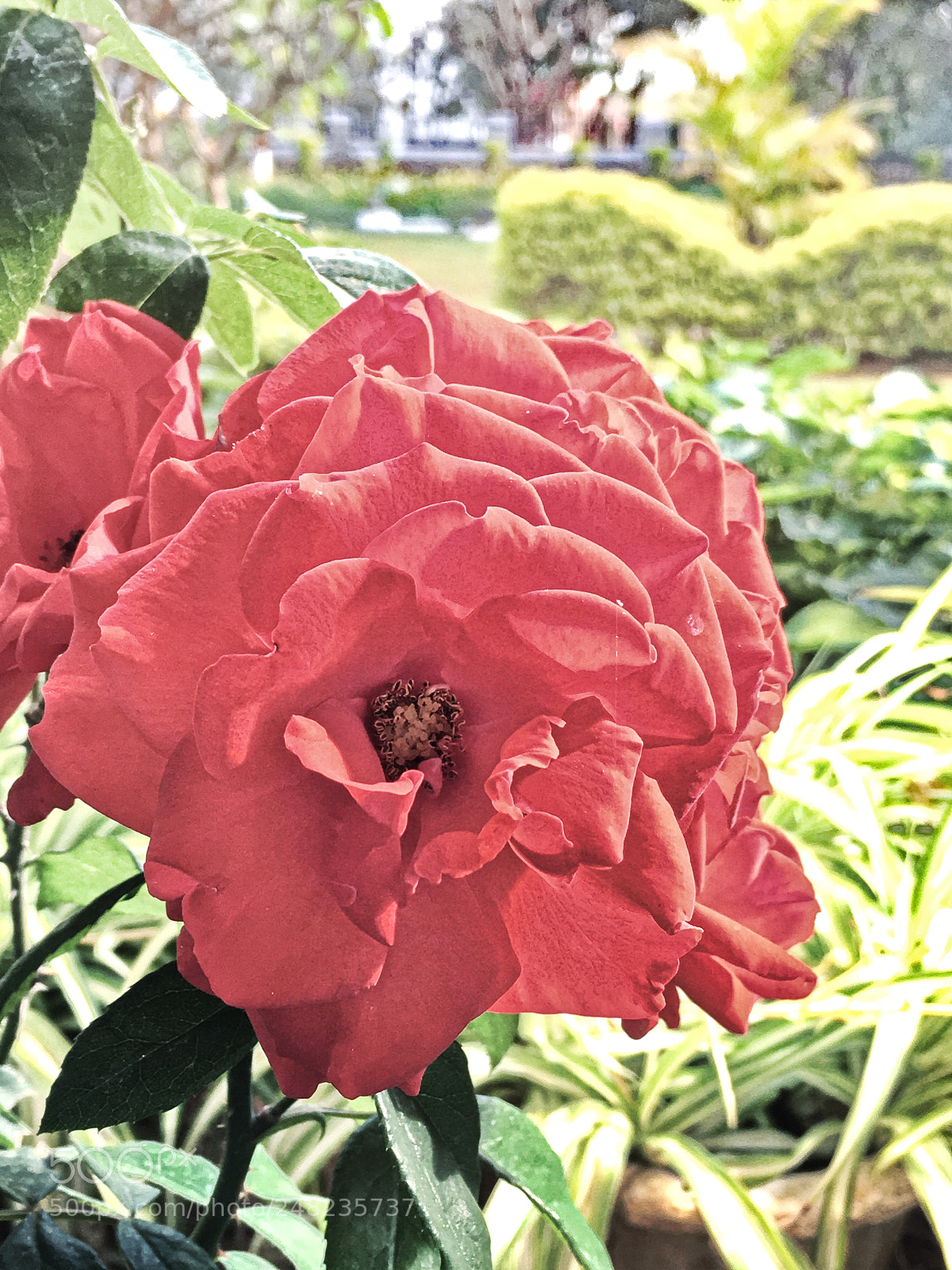 Apple iPhone SE sample photo. Rose flower photography