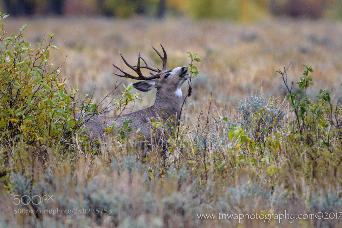 Nikon D500 sample photo. Feeding at the top photography