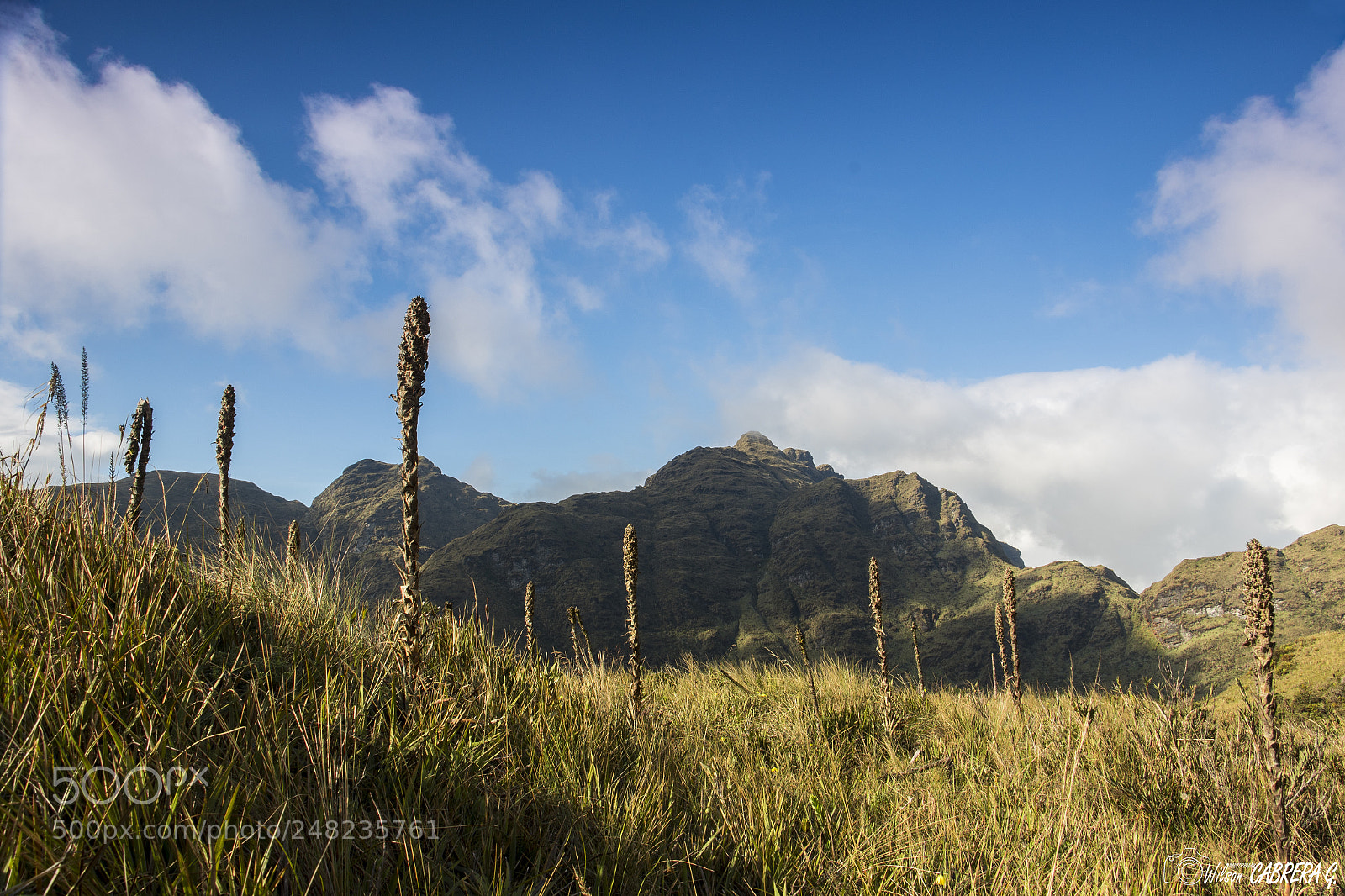 Canon EOS 7D Mark II sample photo. Patococha photography
