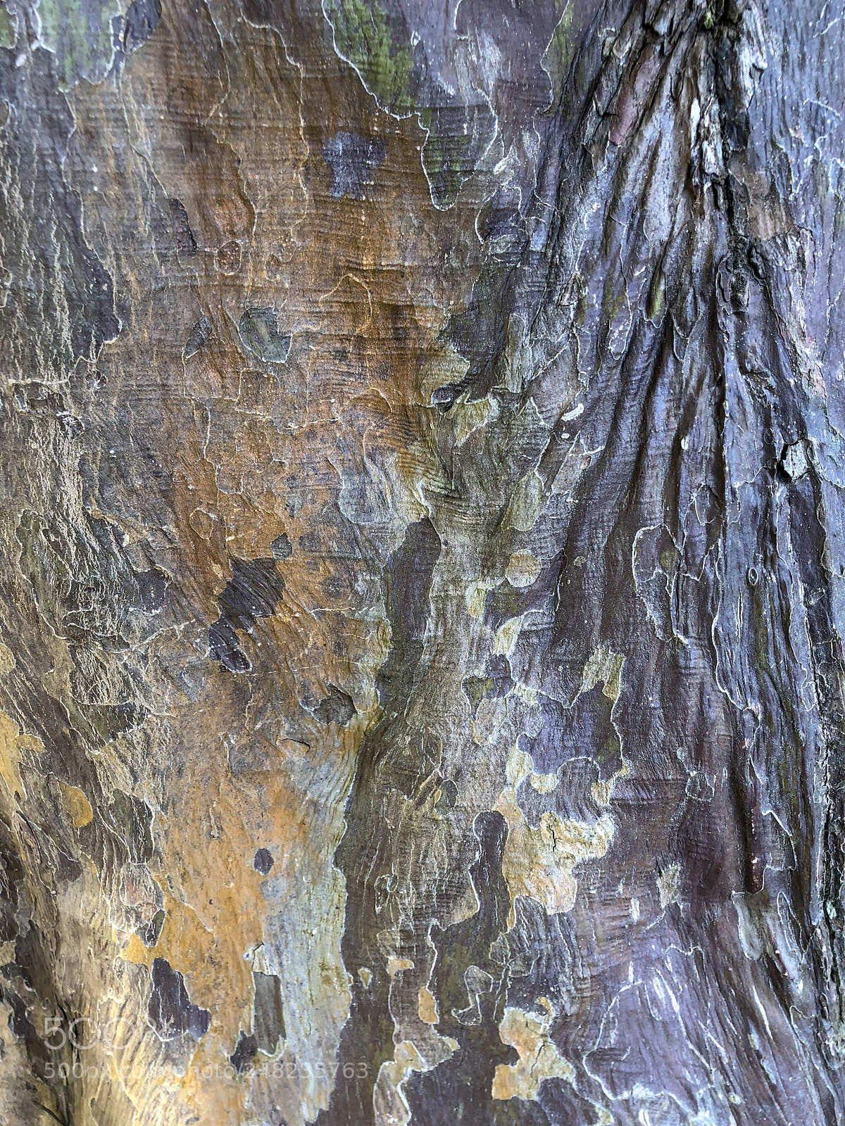 Apple iPhone X sample photo. Tree texture photography