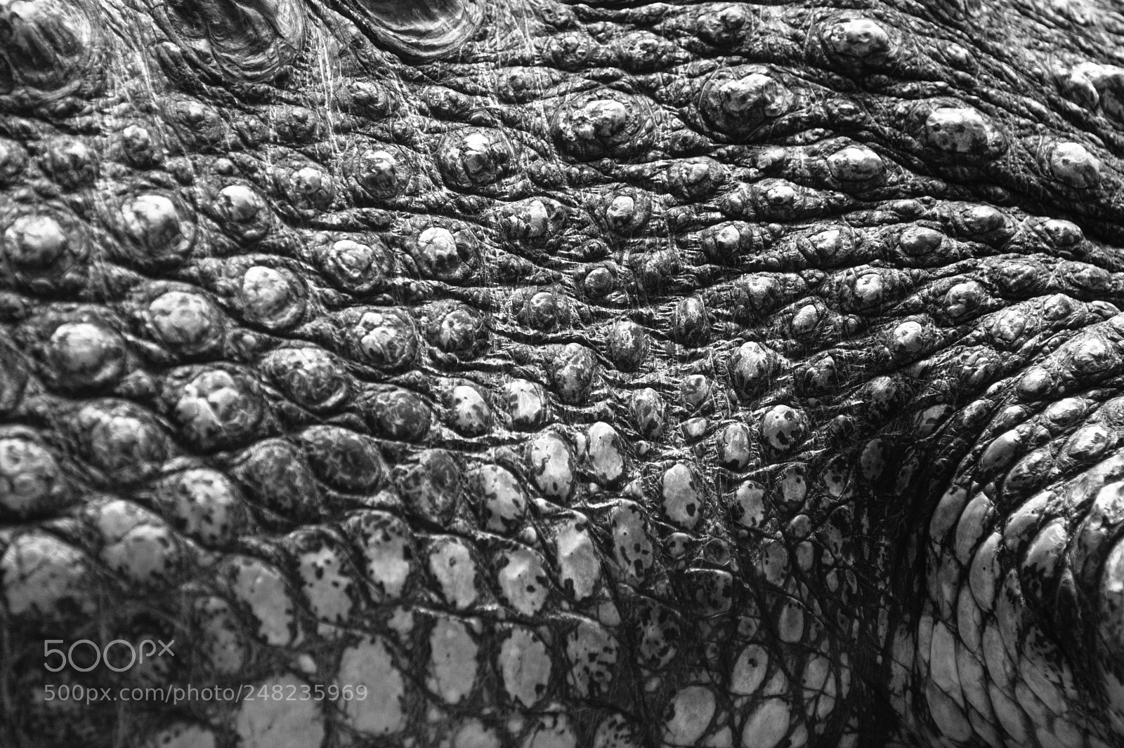 Nikon D3400 sample photo. Crocodile skin 1 photography