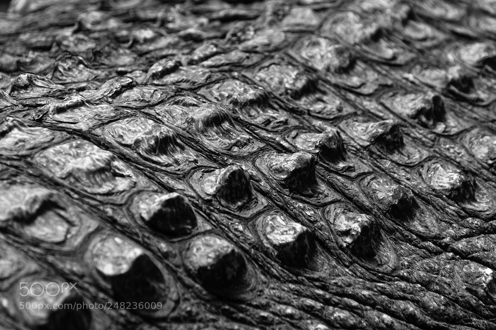Nikon D3400 sample photo. Crocodile skin 2 photography