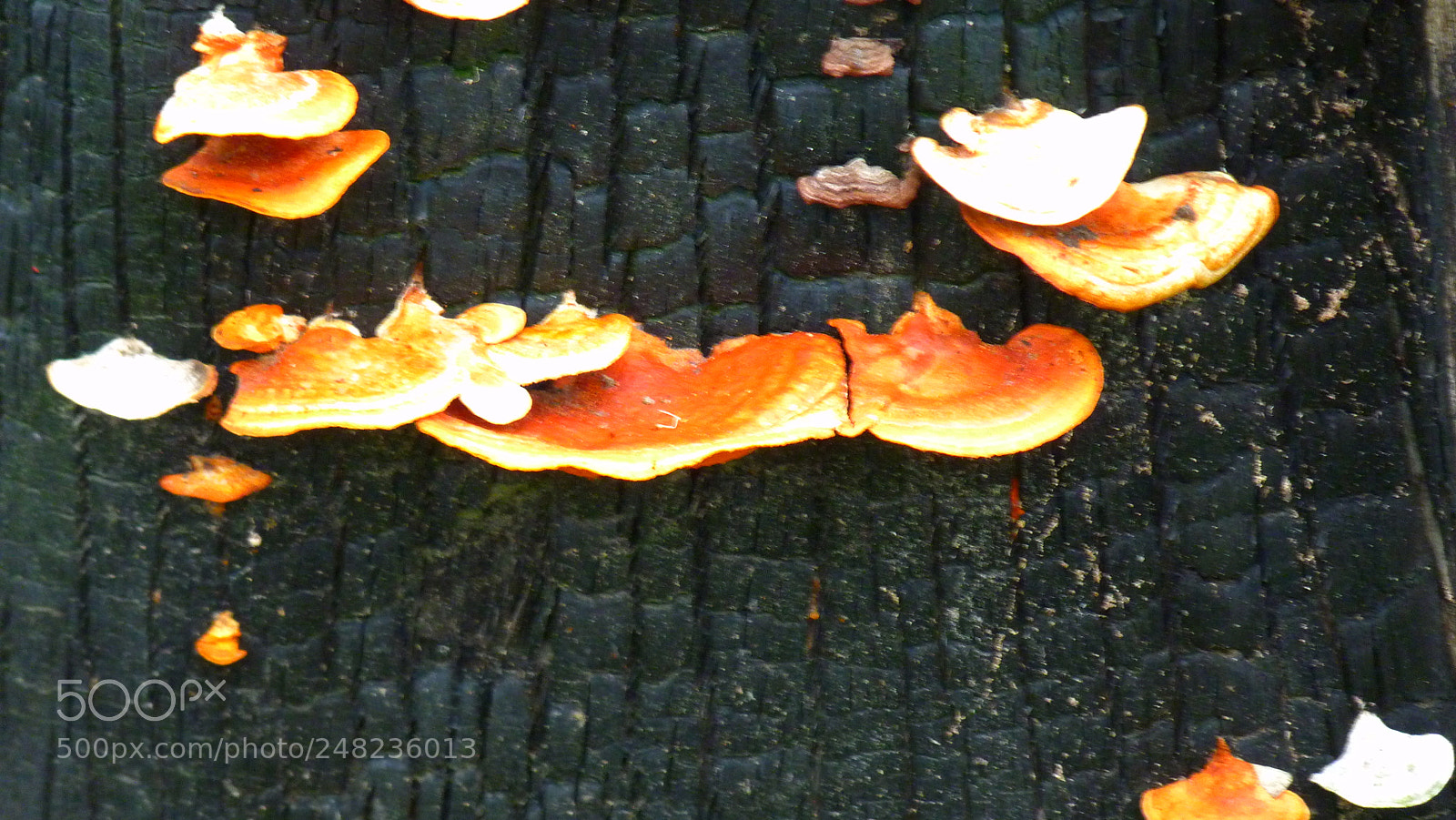 Panasonic Lumix DMC-FZ40 (Lumix DMC-FZ45) sample photo. Fungi photography