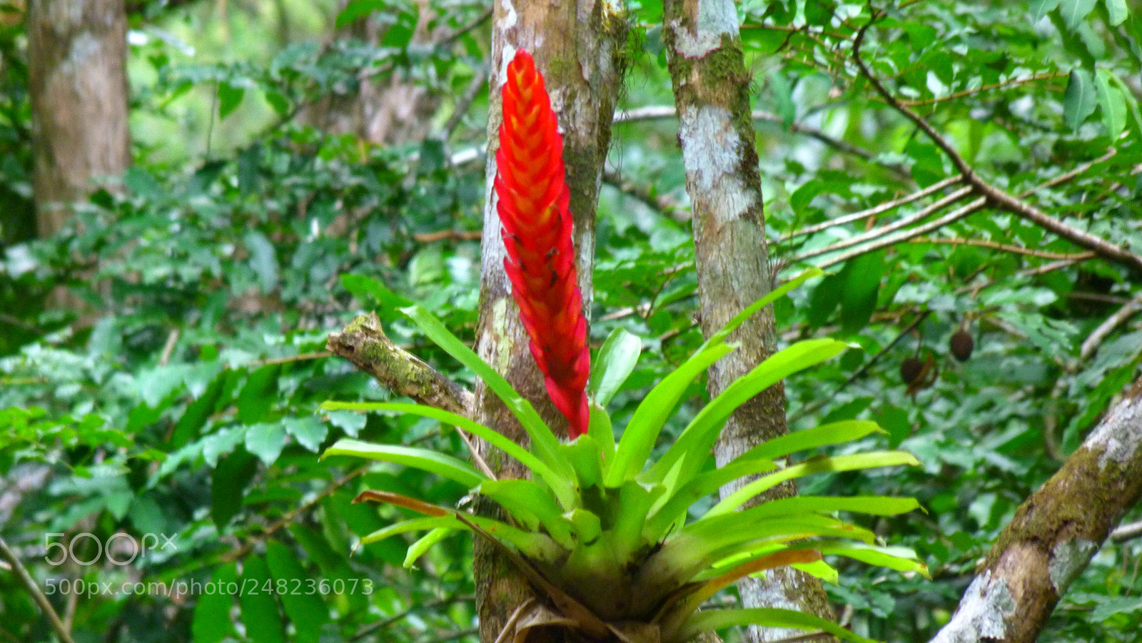 Panasonic Lumix DMC-FZ40 (Lumix DMC-FZ45) sample photo. Bromelia photography