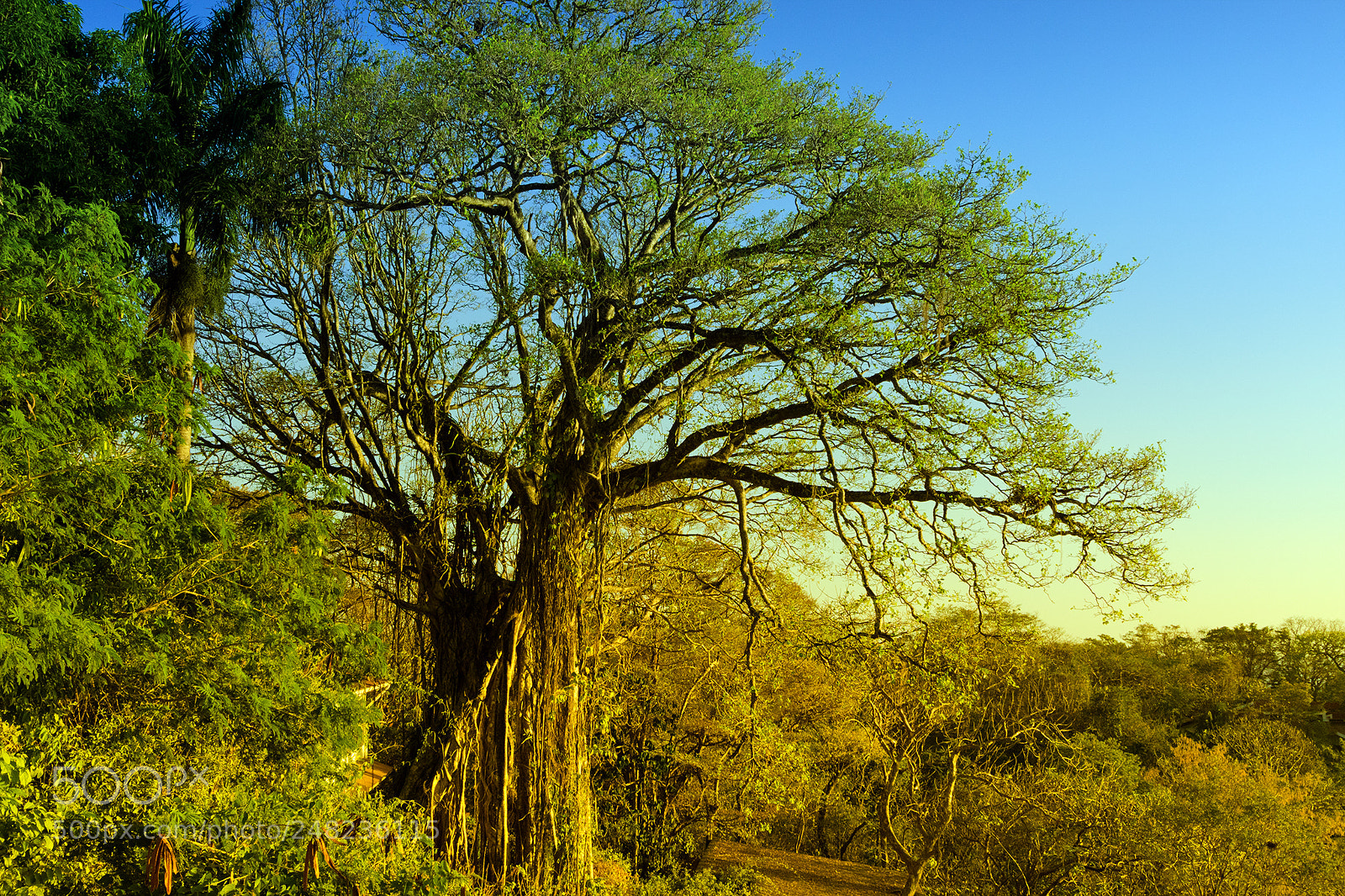 Canon EOS M3 sample photo. Ein baum... photography