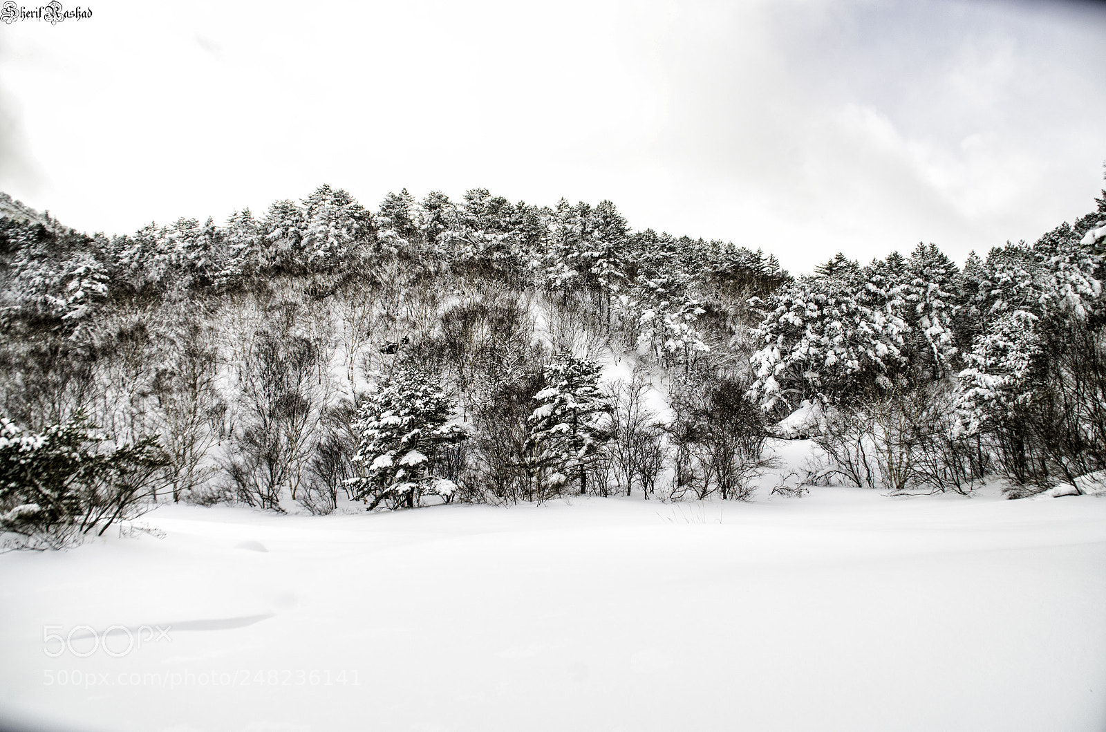 Pentax K-50 sample photo. Frozen forest photography