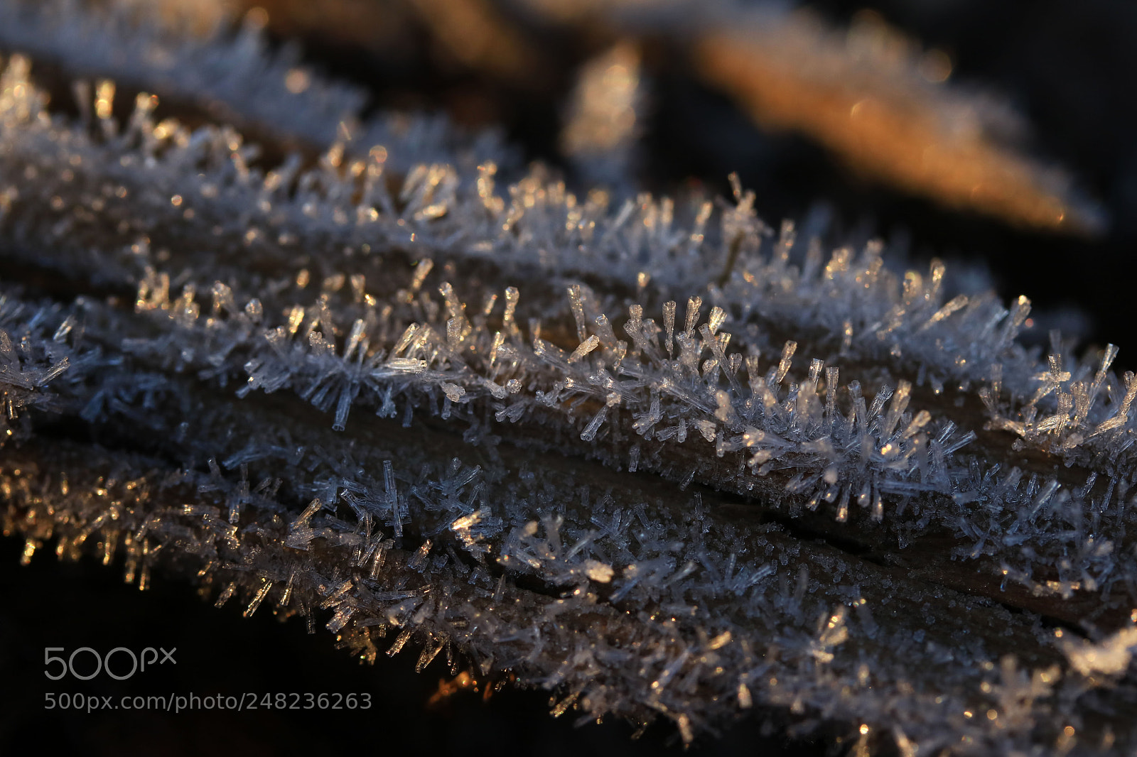 Canon EOS 750D (EOS Rebel T6i / EOS Kiss X8i) sample photo. Ice crystals photography