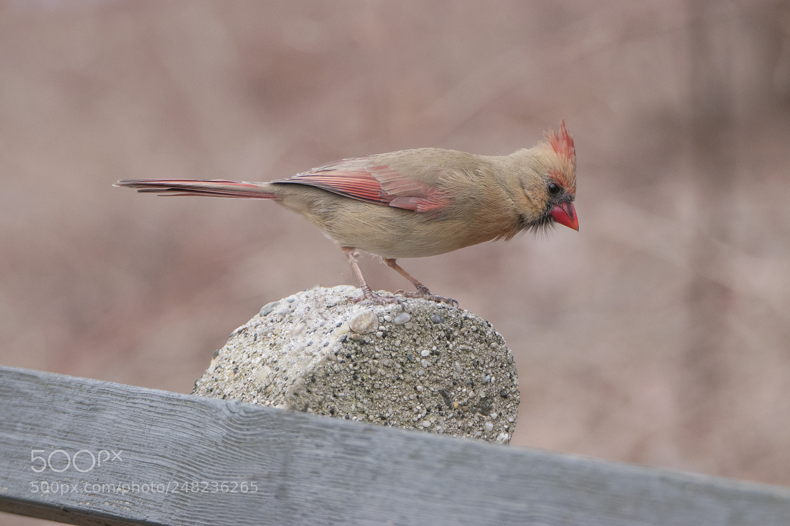 Canon EOS 80D sample photo. Cardinal on a park photography