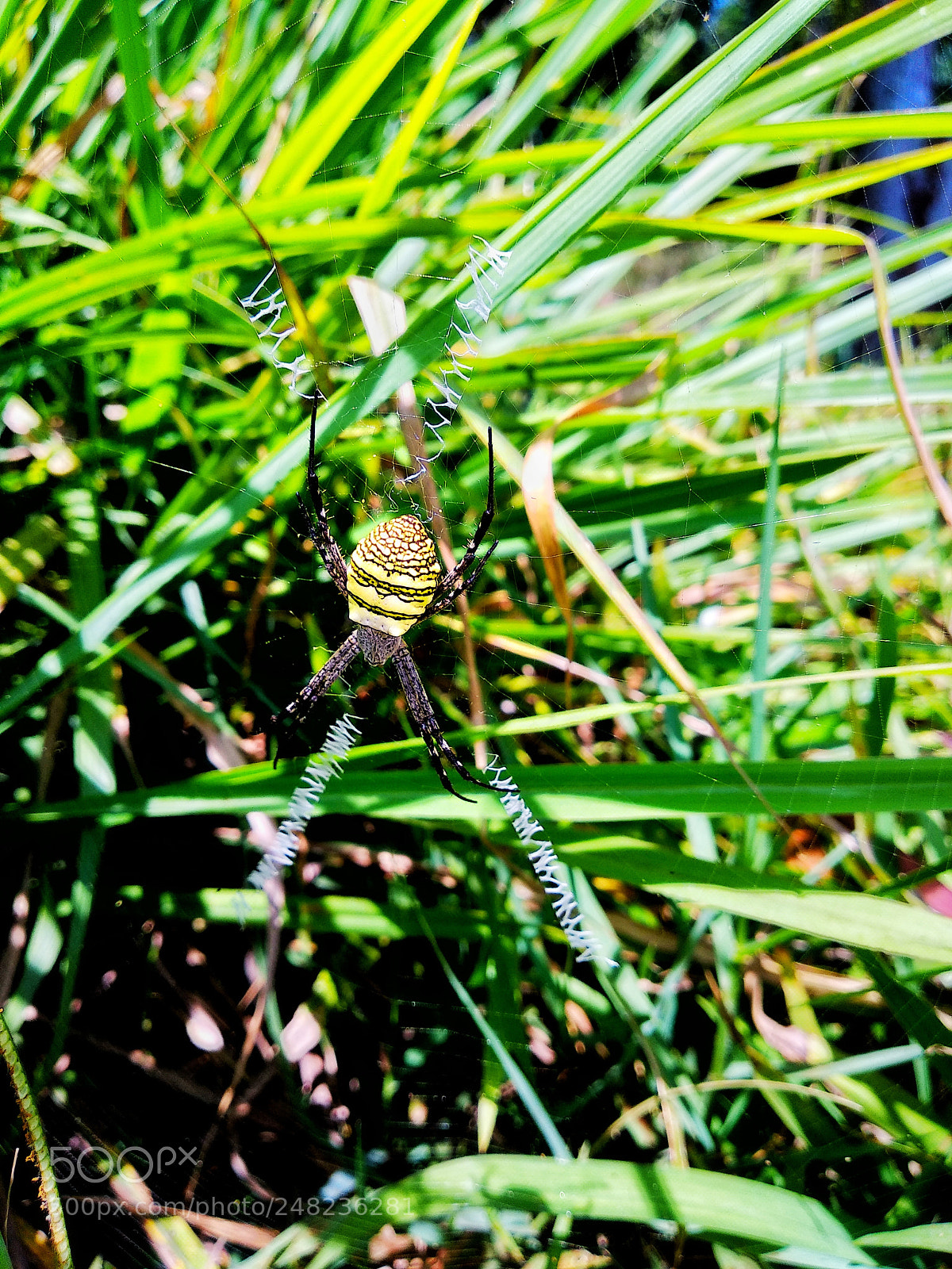 Xiaomi Mi A1 sample photo. Spyder photography
