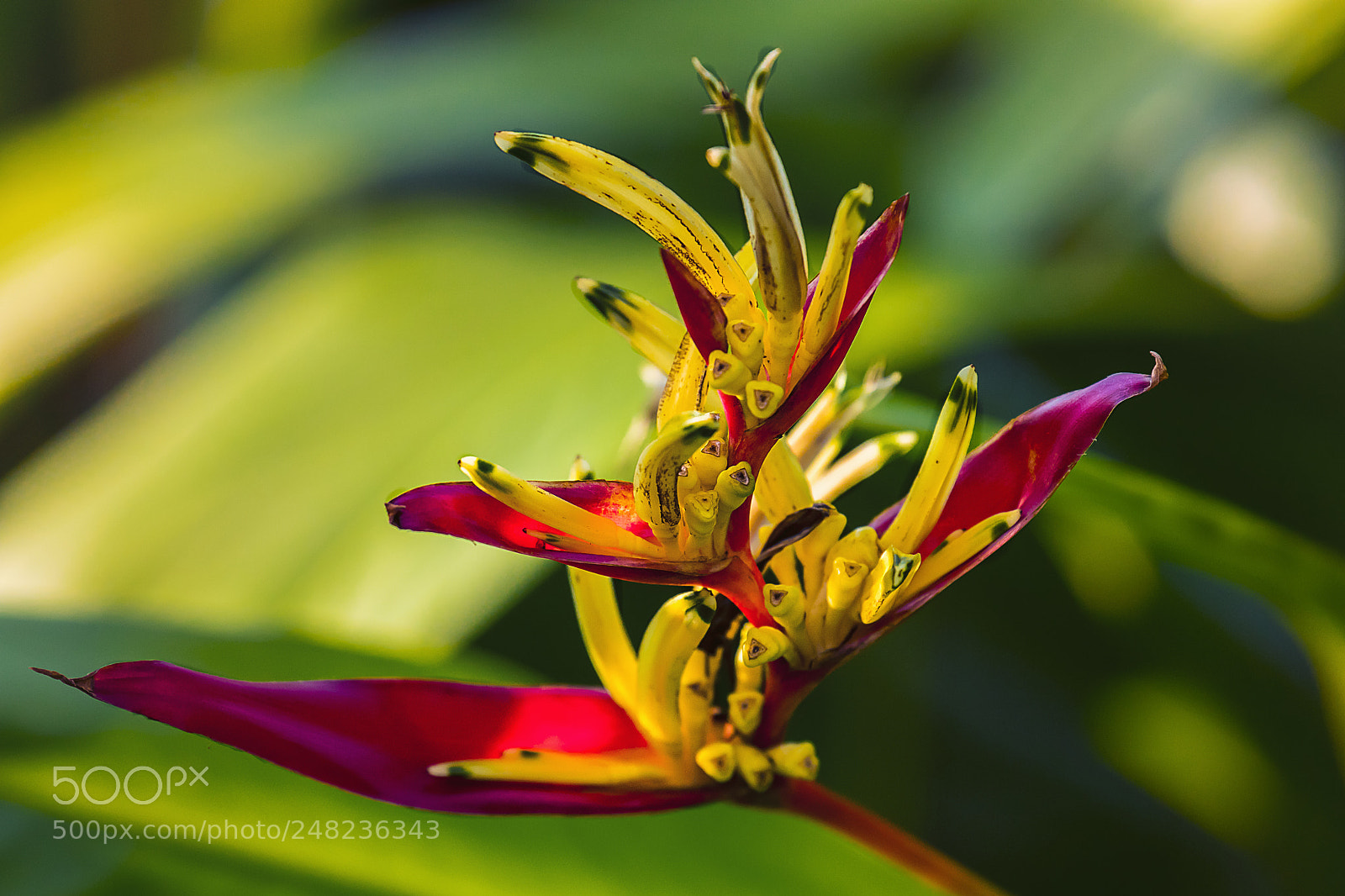 Canon EOS 80D sample photo. Red filled with yellow photography