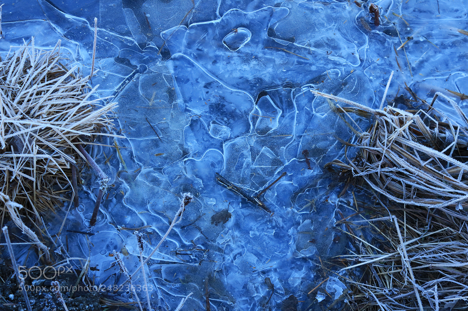 Canon EOS 750D (EOS Rebel T6i / EOS Kiss X8i) sample photo. Frost and ice photography