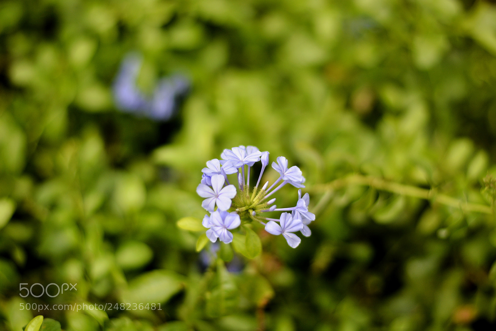 Nikon D5200 sample photo. The lavander photography