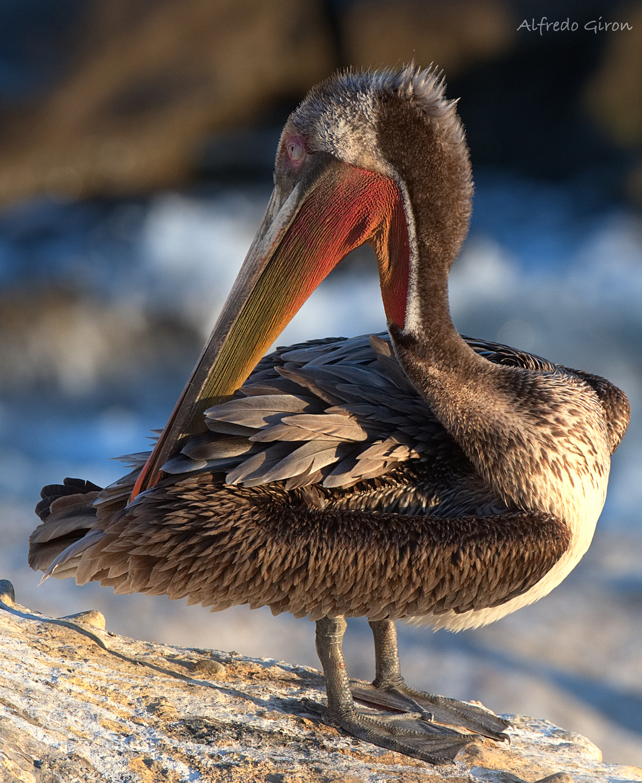 Nikon D500 sample photo. Bobble head pelican photography