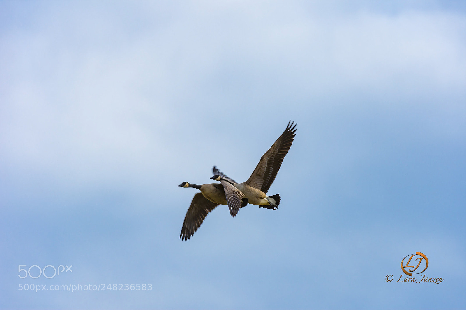 Nikon D7200 sample photo. Canadian geese in pairs photography