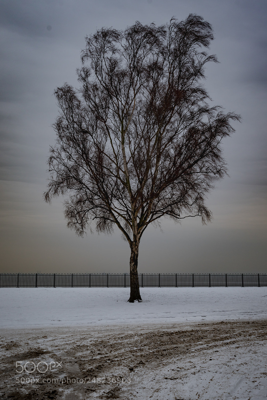 Canon EOS 7D Mark II sample photo. The lone tree photography