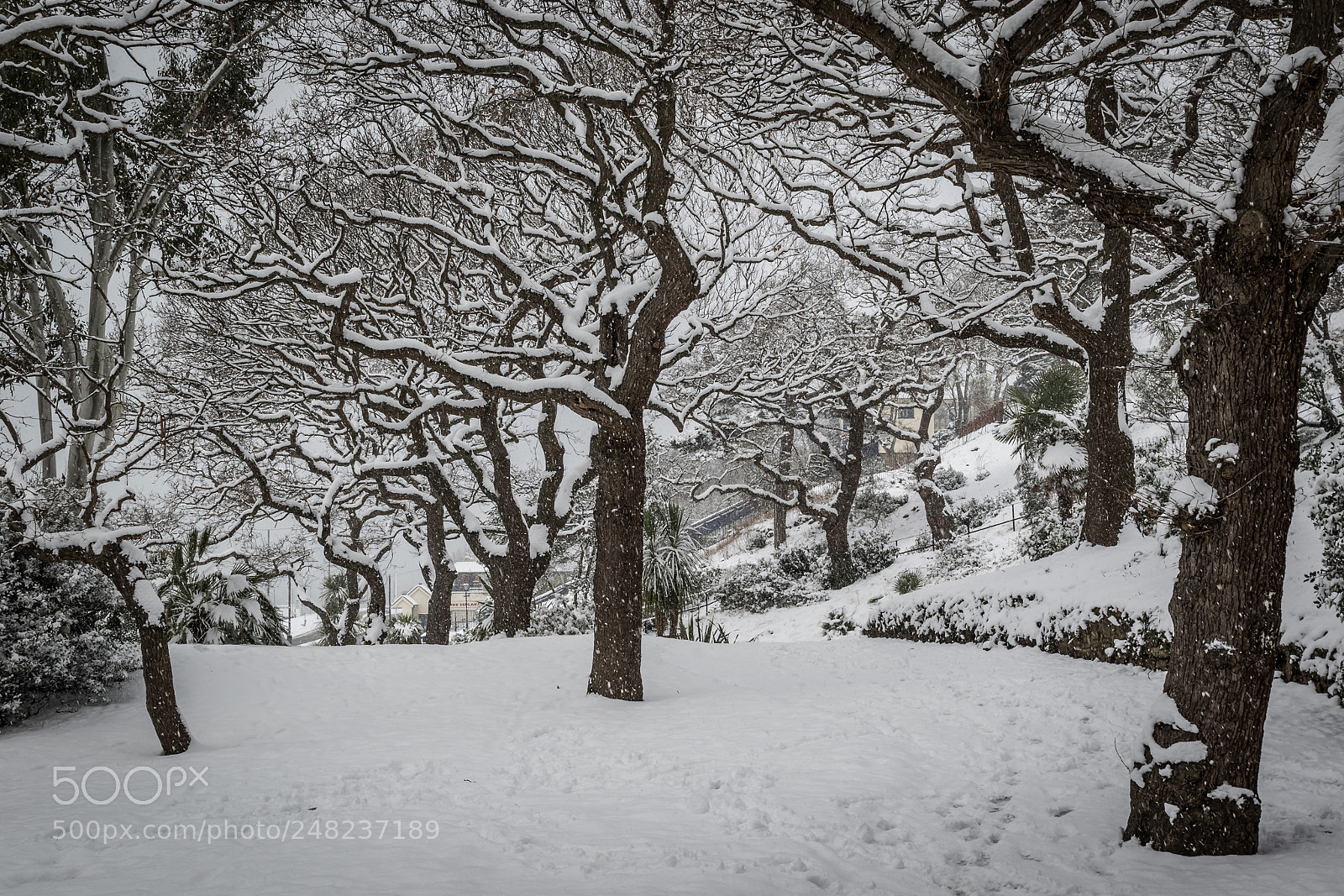 Canon EOS 7D Mark II sample photo. Winter wonderland photography