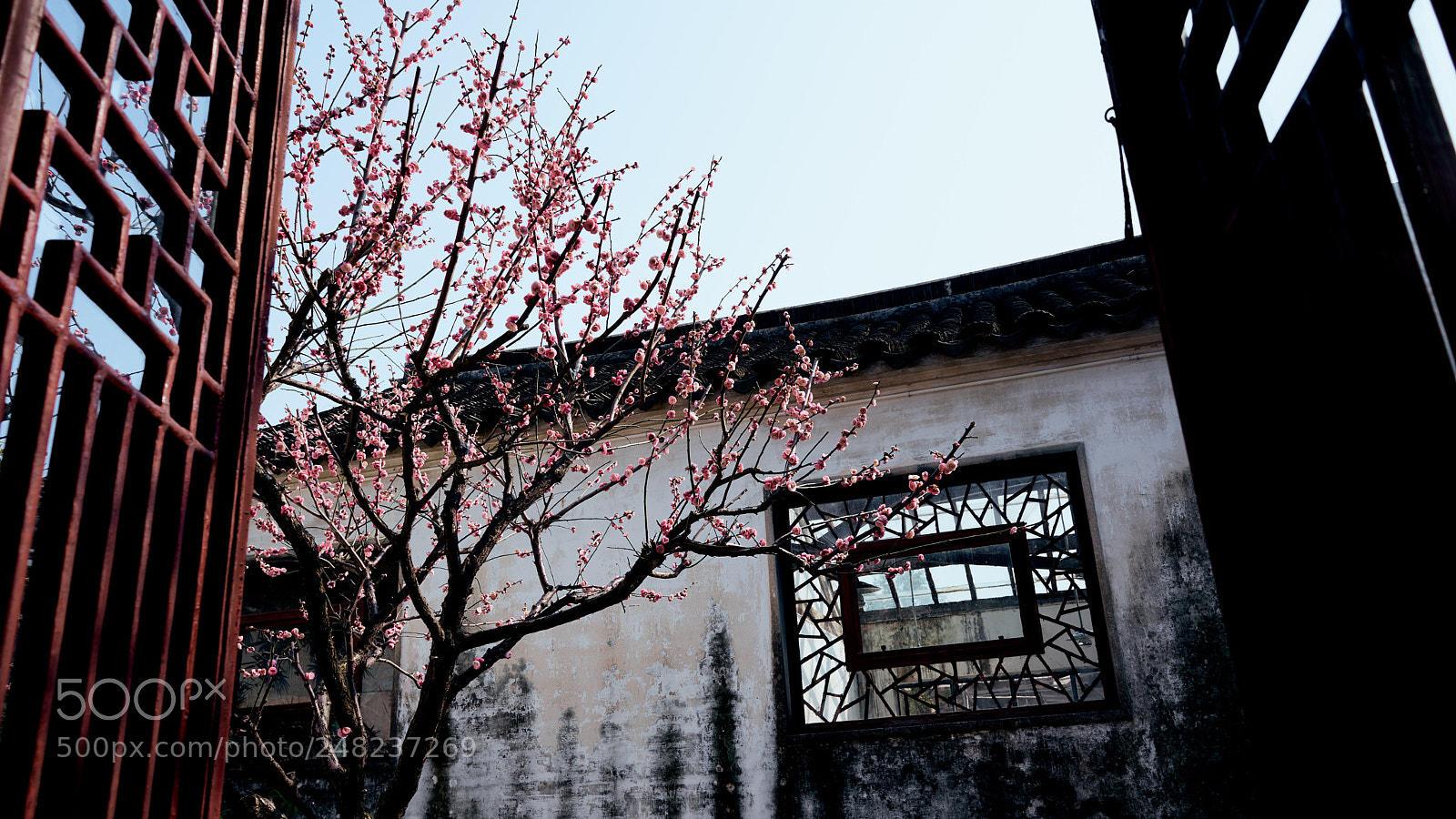 Sony a7 II sample photo. Canglang ting backyard photography