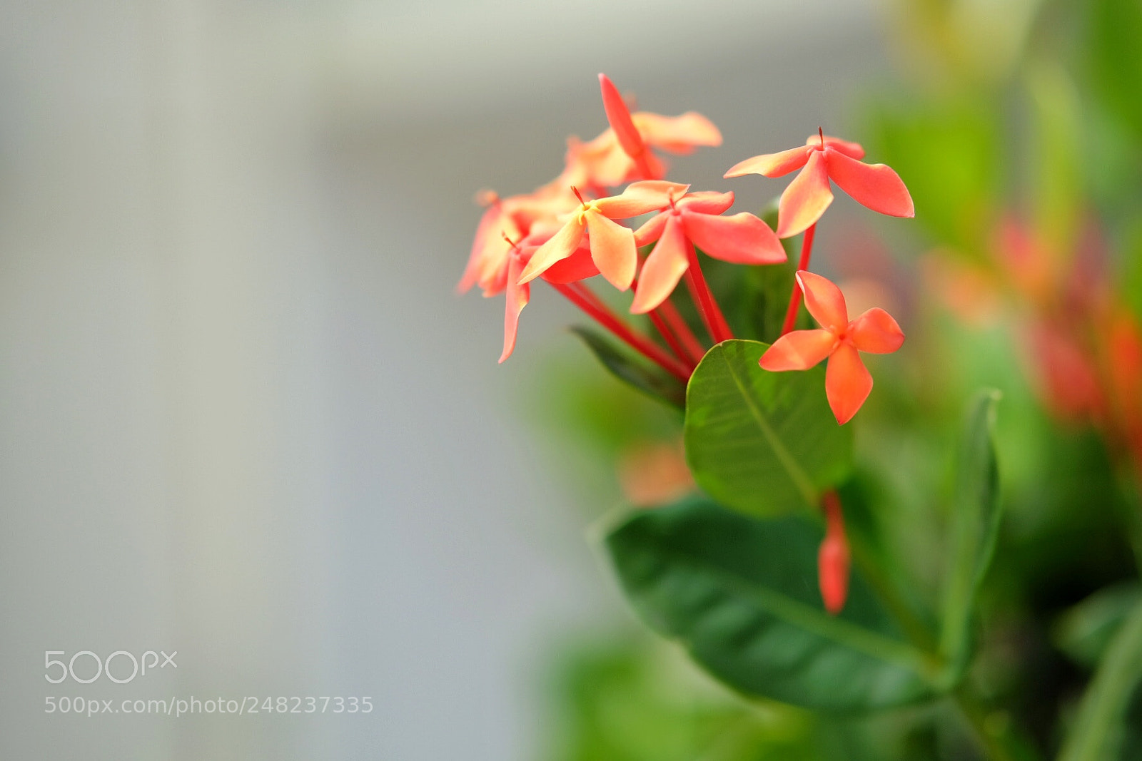 Fujifilm X-T10 sample photo. Fleurs photography