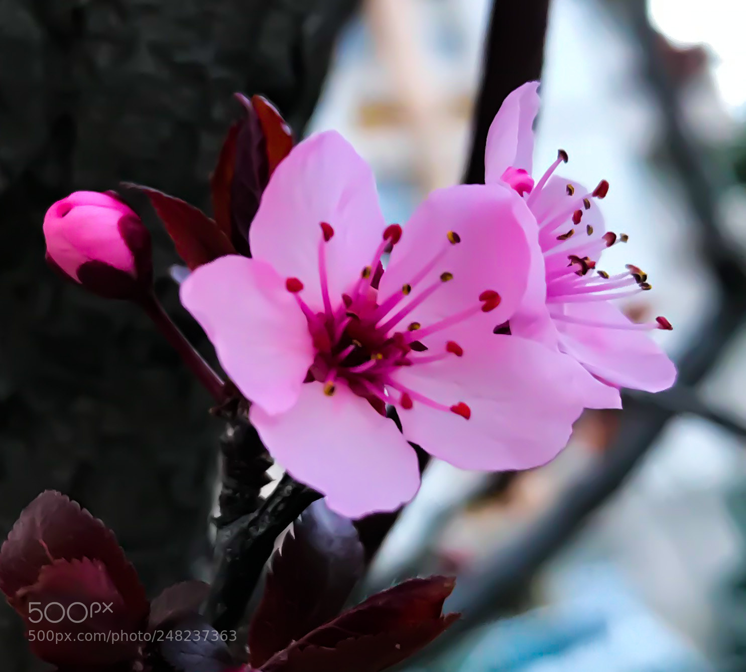 Apple iPhone 7 Plus sample photo. Fleurs photography