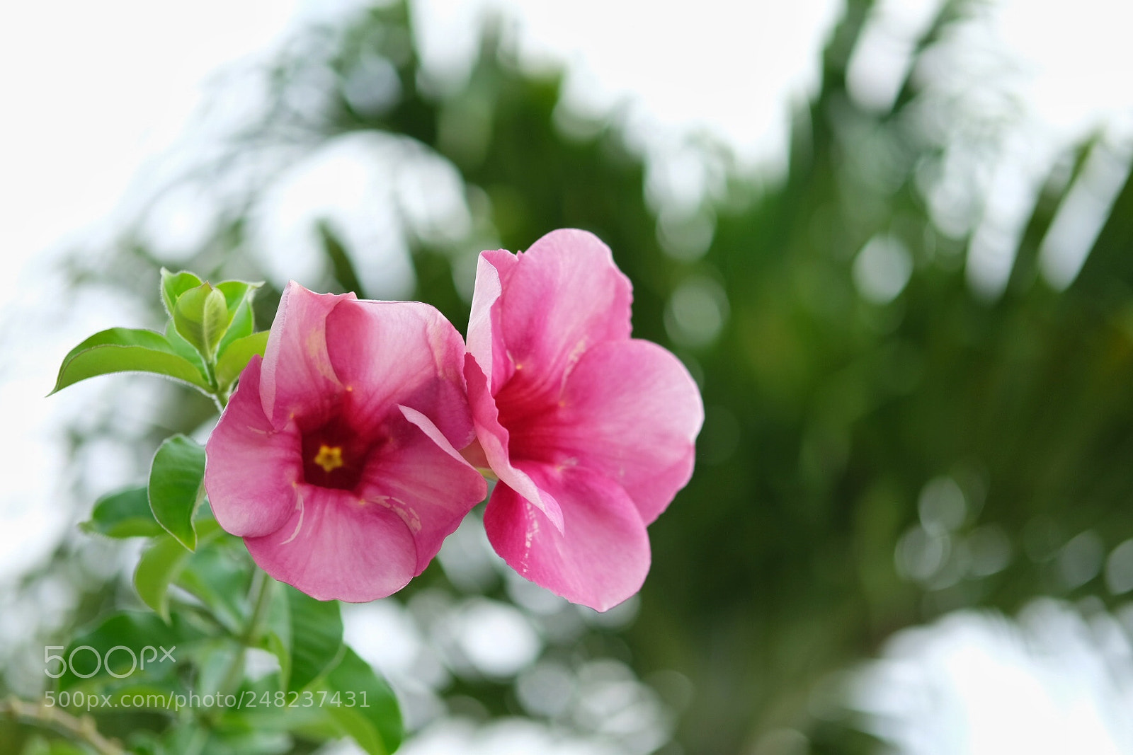 Fujifilm X-T10 sample photo. Belles et colorées photography