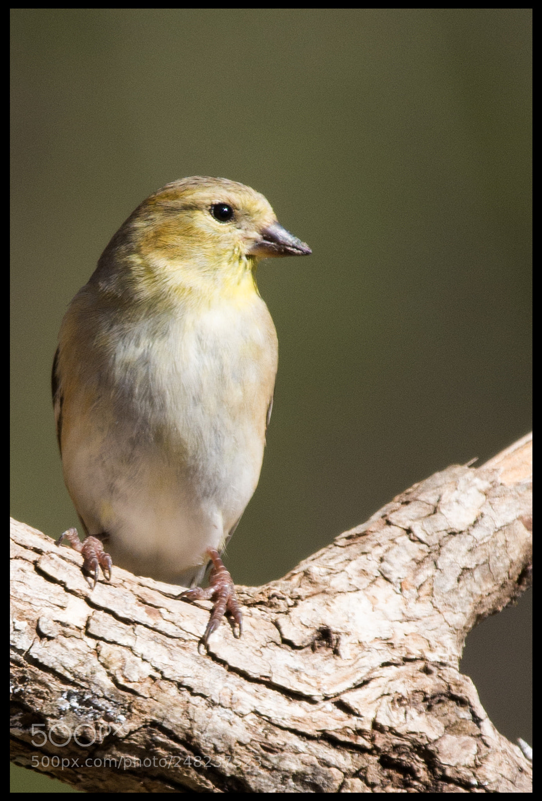 Nikon D7100 sample photo. Goldfinch photography