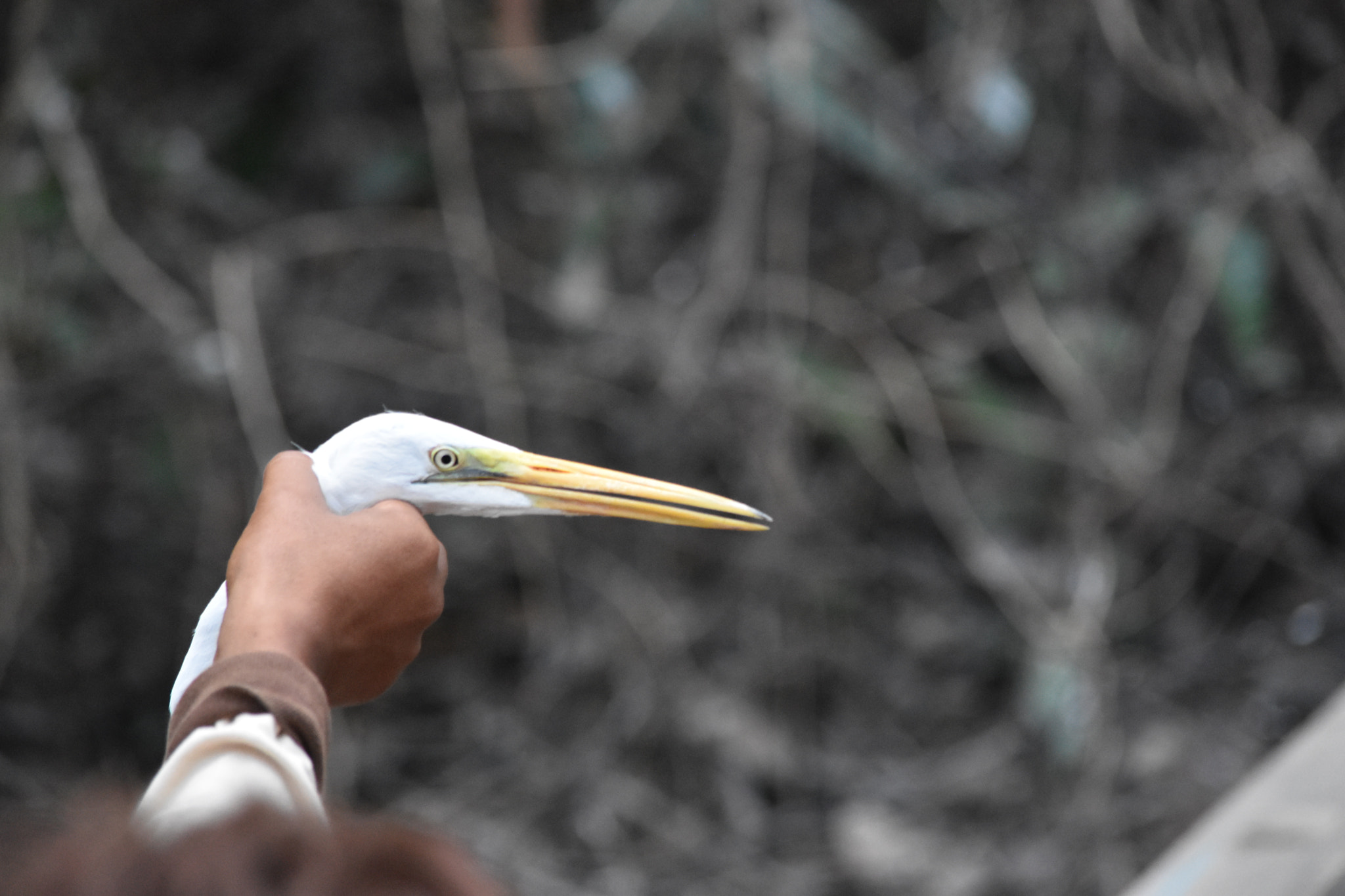 Nikon D7200 sample photo. Please let me go! photography