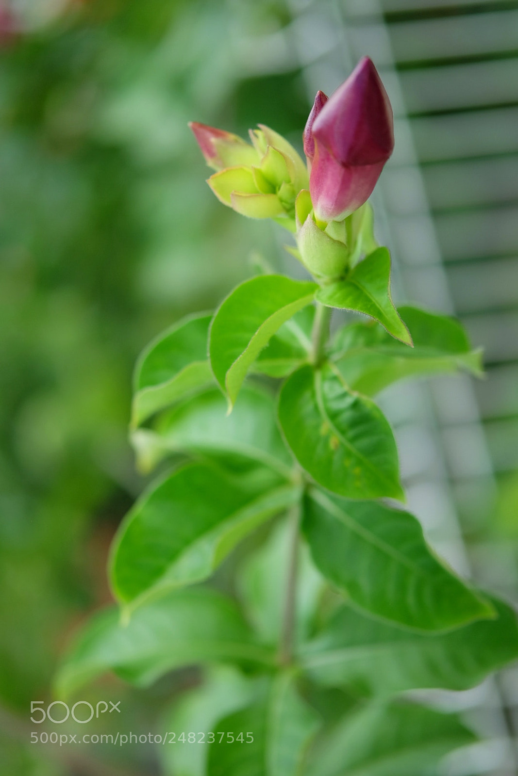 Fujifilm X-T10 sample photo. Seule photography